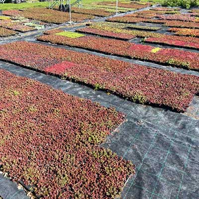 Jarní nabídka rozchodníky na extenzivní zelené střechy