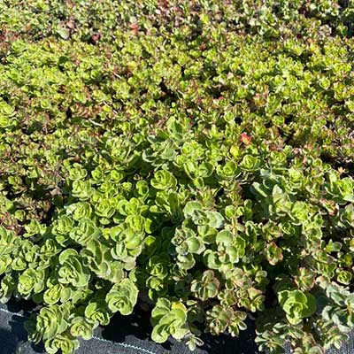 rozchodníky na zelené střechy