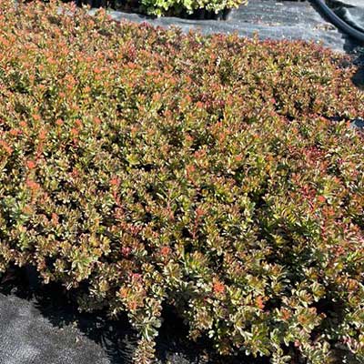 Akce rozchodníky na zelené střechy