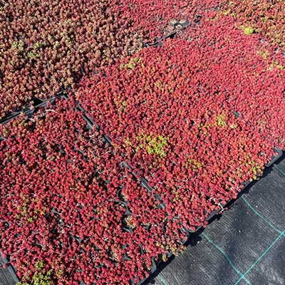 Jarní nabídka rozchodníky na extenzivní zelené střechy