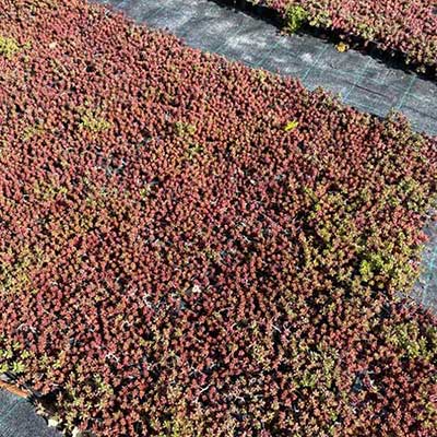 rozchodníky na zelené střechy