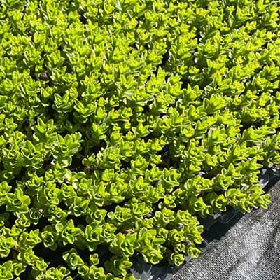 Akce rozchodníky na zelené střechy