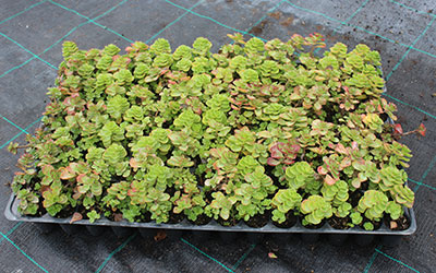 rozchodníky na zelené střechy