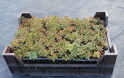 Přepravka s dvěma sadbovači Přepravka s dvěma sadbovači