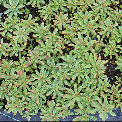 rozchodníky na extenzivní zelené střechy